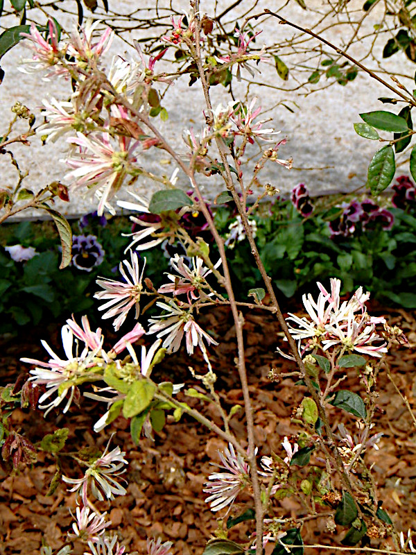 �x�j�o�i�g�L���}���T�N�E�r�R����(Bicolor)
